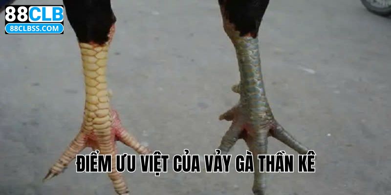 Điểm ưu việt của vảy gà thần kê