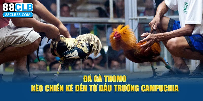 Giới thiệu cơ bản về đá gà Thomo